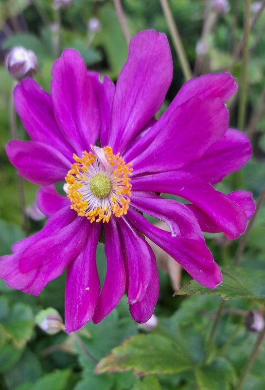 Herbst-Anemone Pamina, magentarot , Spätblüher , Co. 2 L