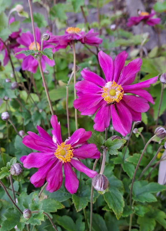 Herbst-Anemone Pamina, magentarot , Spätblüher , Co. 2 L