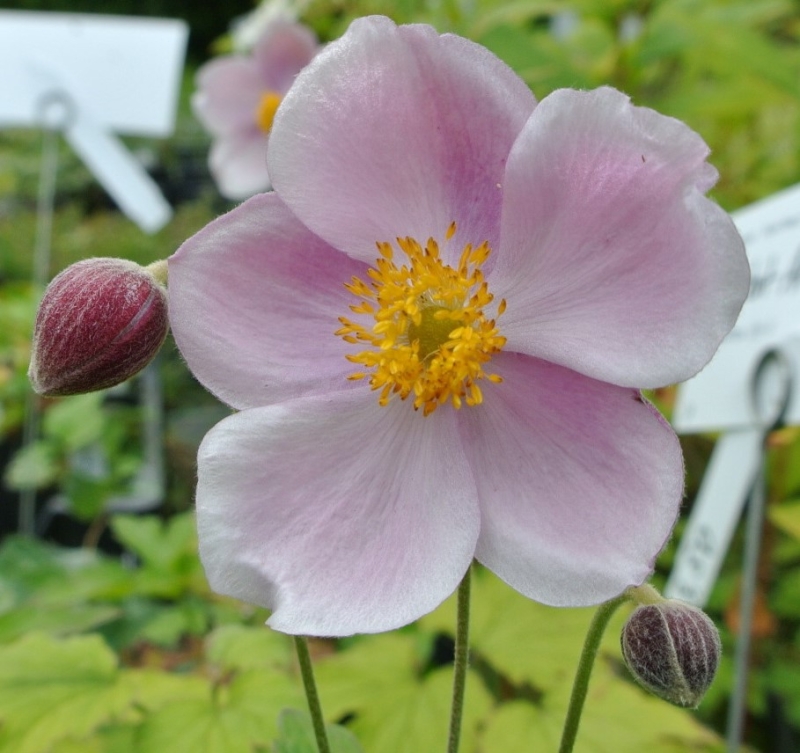 3 x Anemone September Charme - rosa - Spätblüher - TB 9