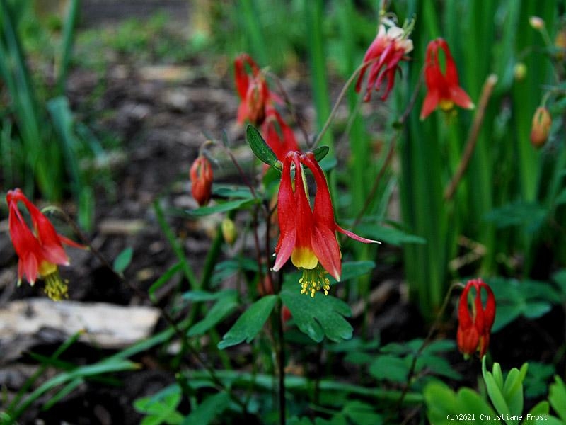 6 x Kanadische Akelei - orangerot mit gelb - Tb 9