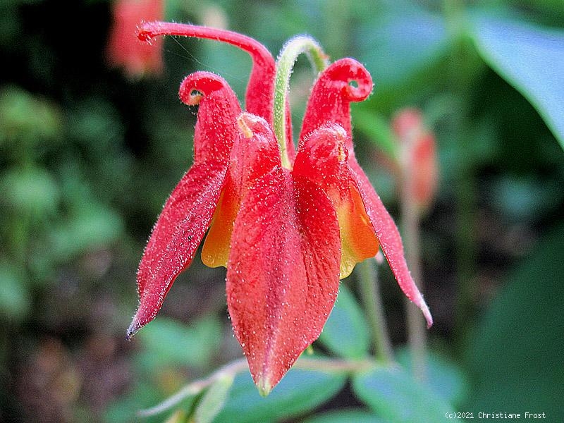 6 x Kanadische Akelei - orangerot mit gelb - Tb 9
