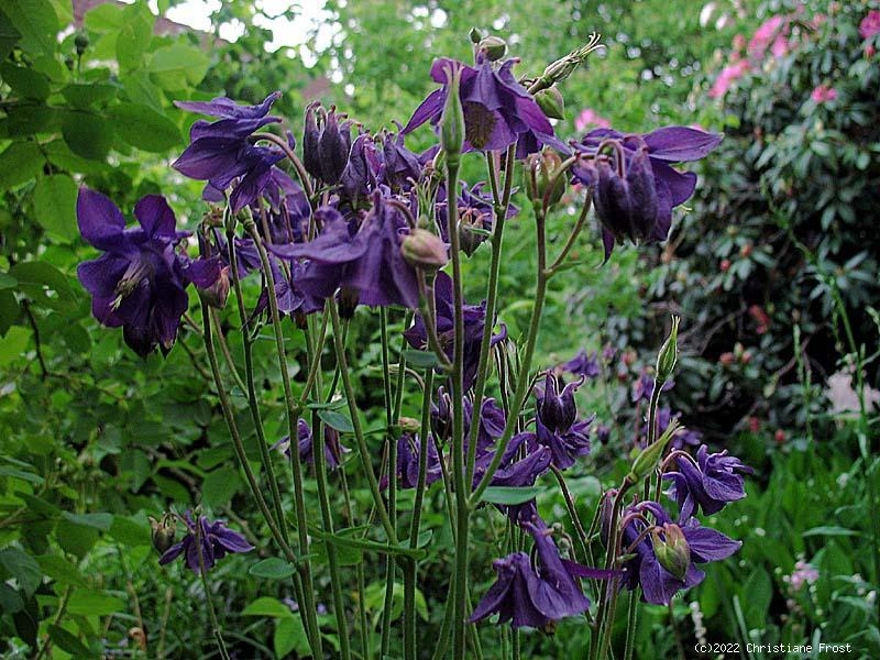 6 x Gewöhnliche Akelei, heimische Wildstaude, Bienenweide, Tb 9