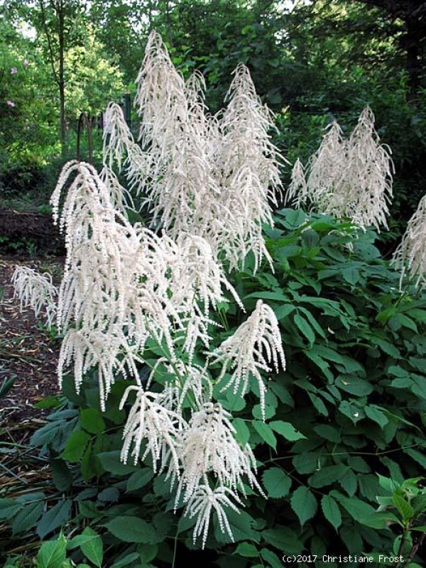 6 x Wald-Geißbart - weiße Blüte - Leitstaude - TB 9