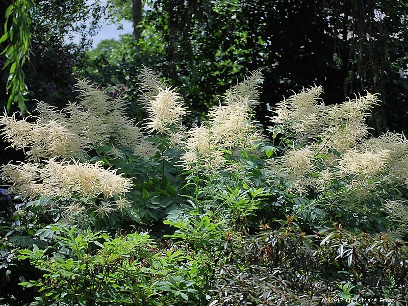 6 x Wald-Geißbart - weiße Blüte - Leitstaude - TB 9