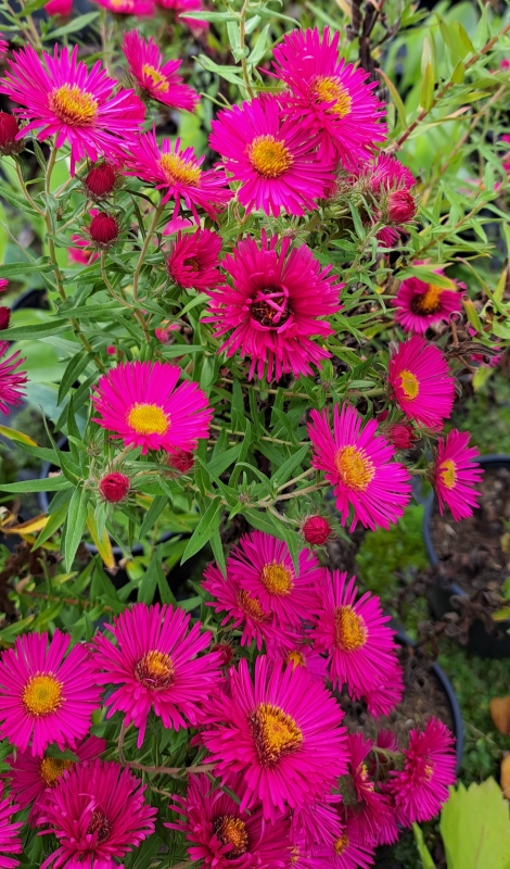 3 x Raublatt-Aster Alma Pötschke - lachsrosa - Tb 11