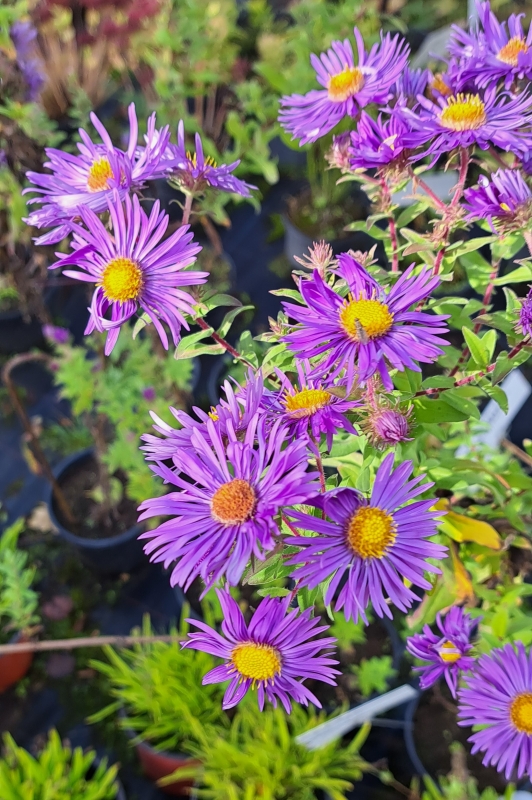 Raublatt-Aster Barr's Blue- Spätblüher - Co. 2,7 L