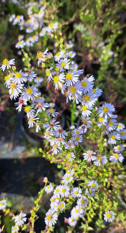 Myrthen-Aster Erlkönig - zartblau -Spätblüher - Co. 2,7 L