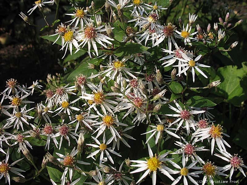 Weiße Wald-Aster Tradescant, Flächendecker, Bienenweide - Co. 2 L