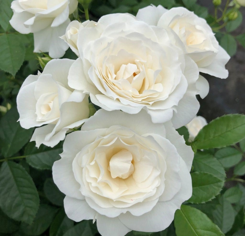 Beetrose Baby Schneewittchen ® ,  Kordes, 2020 - Co. 5 L