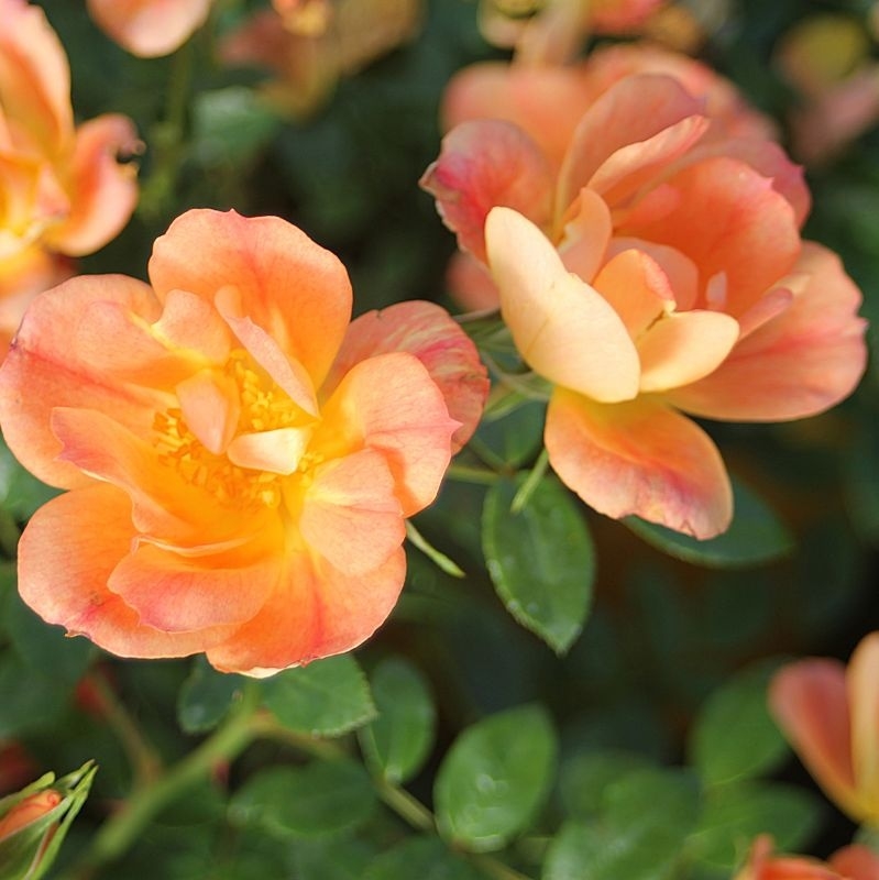 Kleinstrauchrose / Zwergrose Bienenweide ® Apricot,  Tantau, 2013 - Co. 5 L