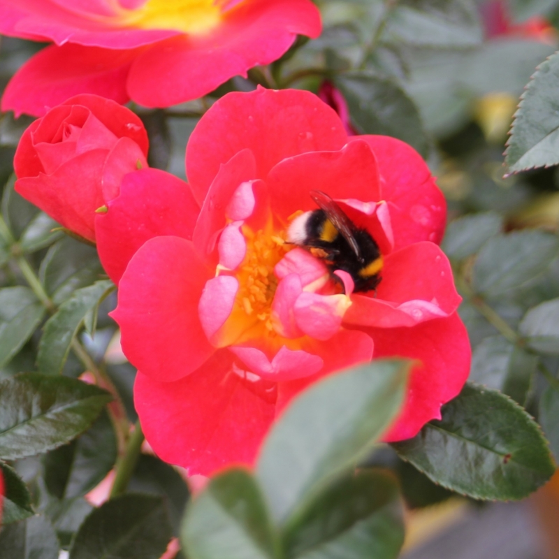 Kleinstrauchrose / Zwergrose Bienenweide ® Hellrot,  Tantau, 2013 - Co. 5 L