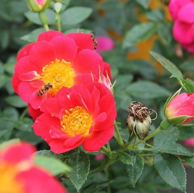 Kleinstrauchrose / Zwergrose Bienenweide ® Hellrot,  Tantau, 2013 - Co. 5 L