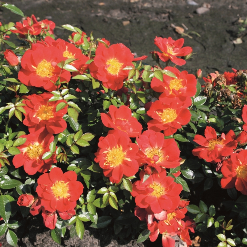 Kleinstrauchrose / Zwergrose Bienenweide ® Hellrot,  Tantau, 2013 - Co. 5 L