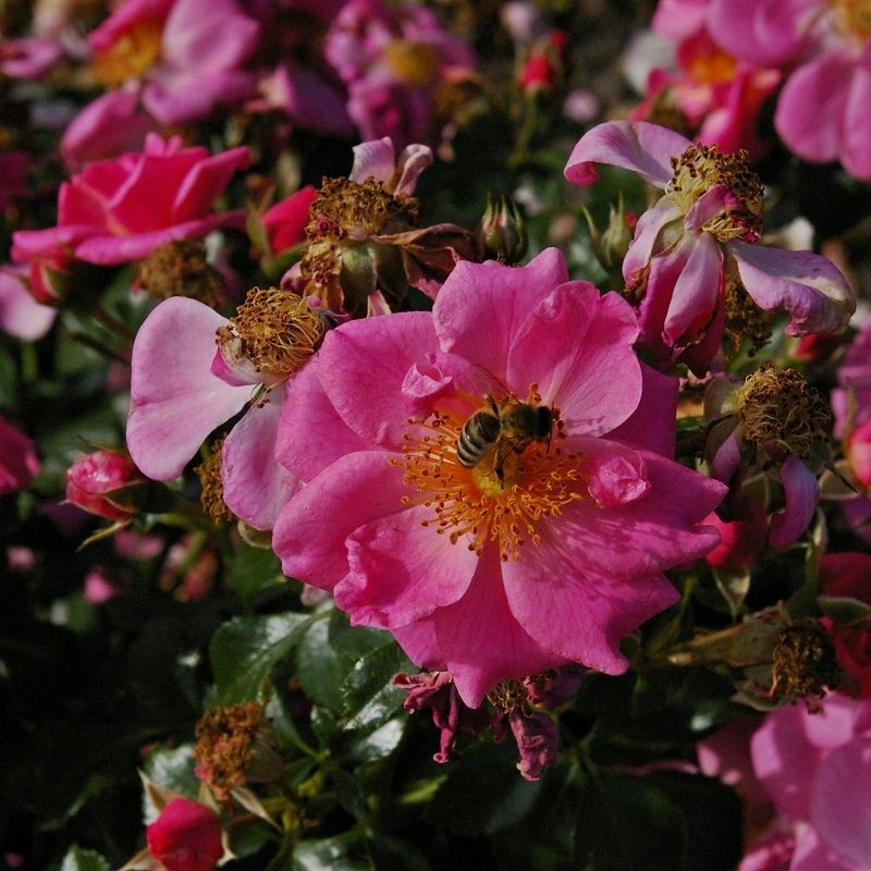 Kleinstrauchrose / Zwergrose Bienenweide ® Rosa,  Tantau, 2015 - ADR-Rose - Co. 5 L