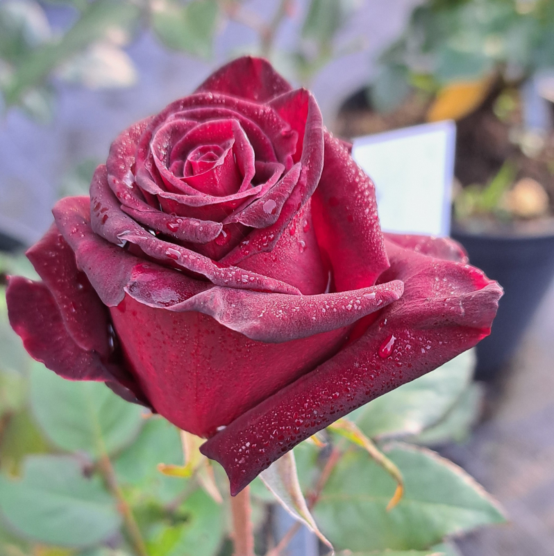 Edelrose Black Baccara ®  Meidebenne ®  Meilland, 2000 - Wurzelware