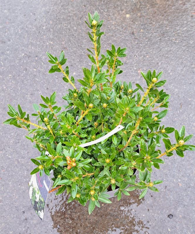 Bloombux ® - blühender Buchsbaumersatz - 20-25 cm, Co. 2 L