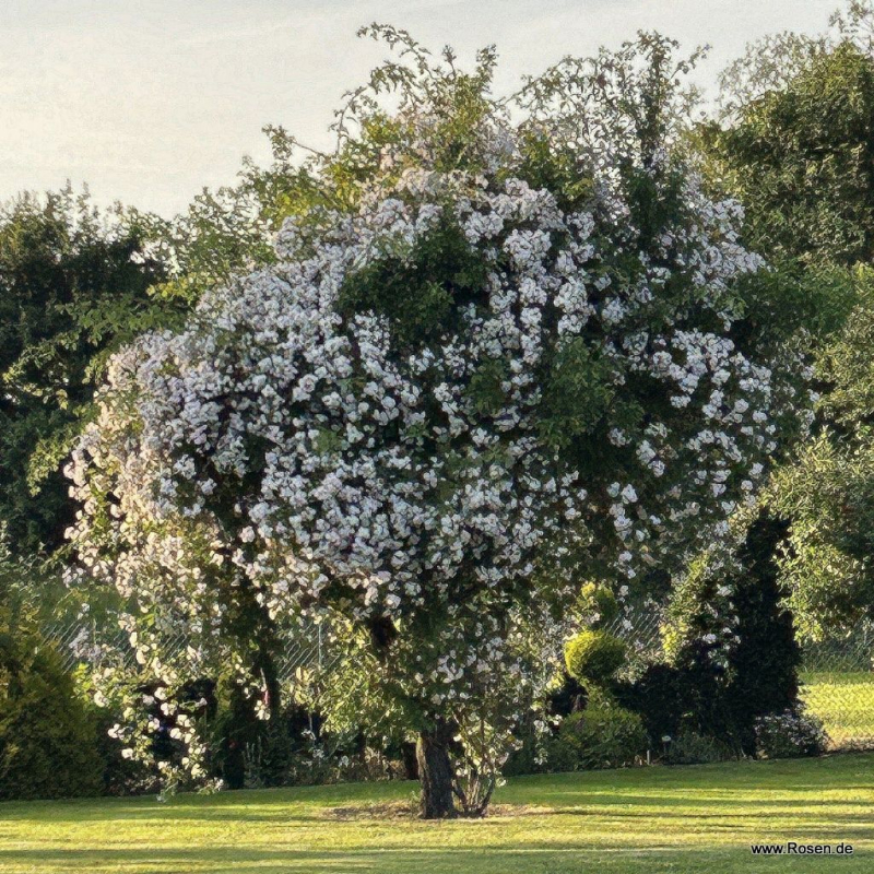 Ramblerrose  Bobbie James , Sunningdale Nursery, 1961 - Wurzelware