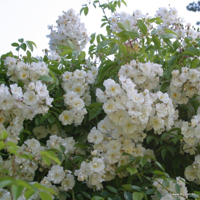 Ramblerrose  Bobbie James , Sunningdale Nursery, 1961 - Wurzelware