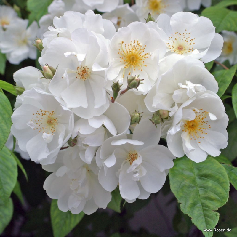 Ramblerrose  Bobbie James , Sunningdale Nursery, 1961 - Wurzelware