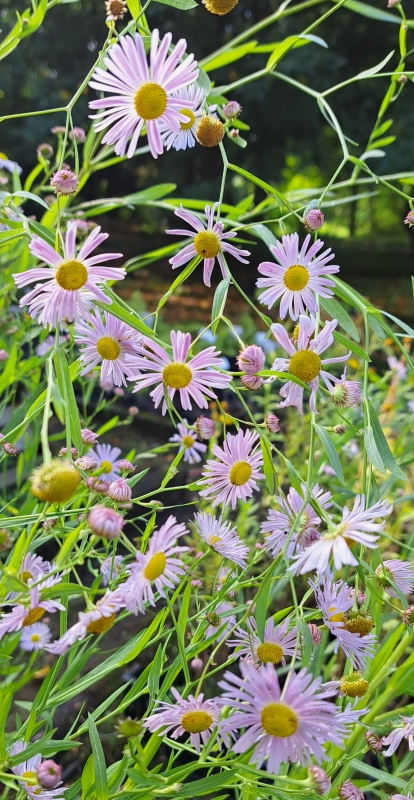 Scheinaster -  Wildstaude - Bienenweide - Herbstblüher - Co. 2,7 L