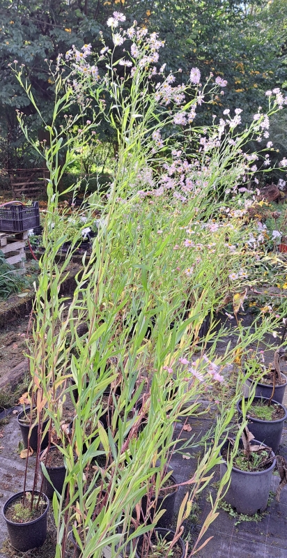 Scheinaster -  Wildstaude - Bienenweide - Herbstblüher - Co. 2,7 L