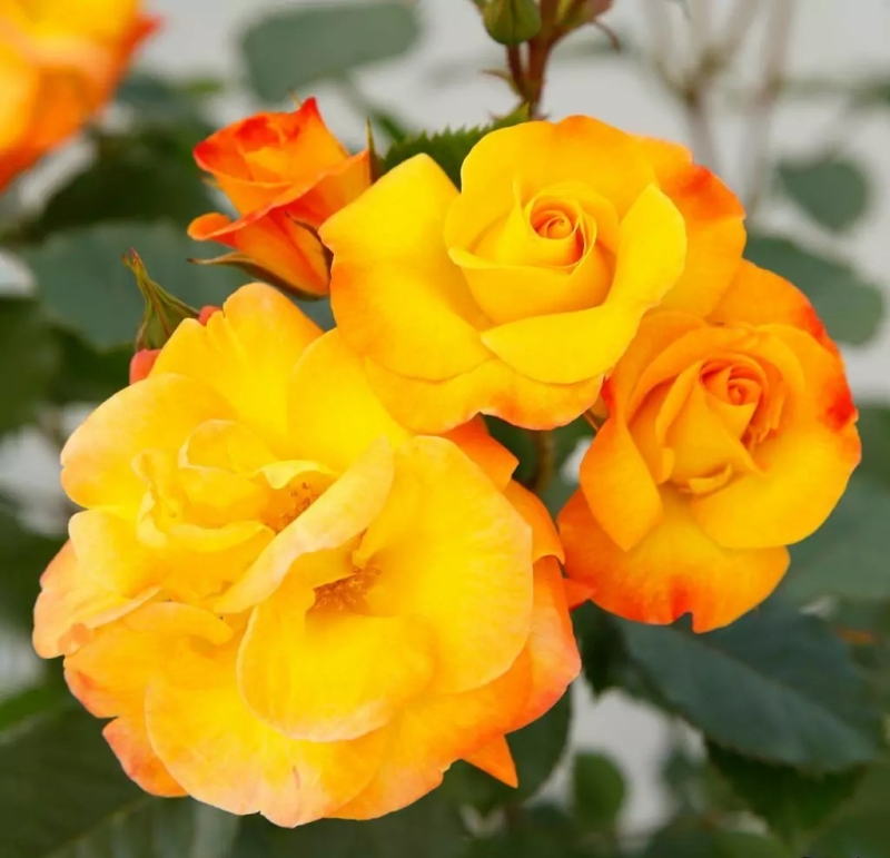 Beetrose Bright Smiles ®  Korhesanwes ® Kordes, 2021 - Co. 5 L