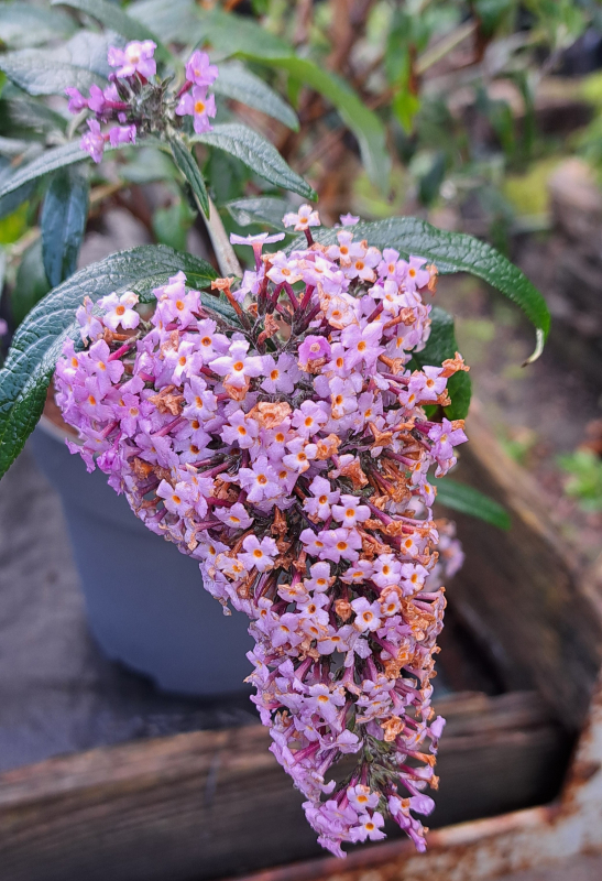 NEU - Sommerflieder / Schmetterlingsflieder Grand Cascade ®, lavendelblau -  Co. 5 L