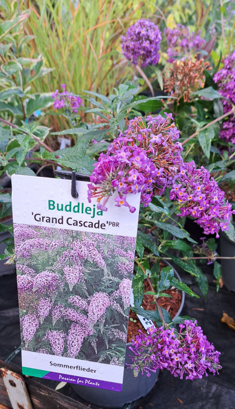 NEU - Sommerflieder / Schmetterlingsflieder Grand Cascade ®, lavendelblau -  Co. 5 L