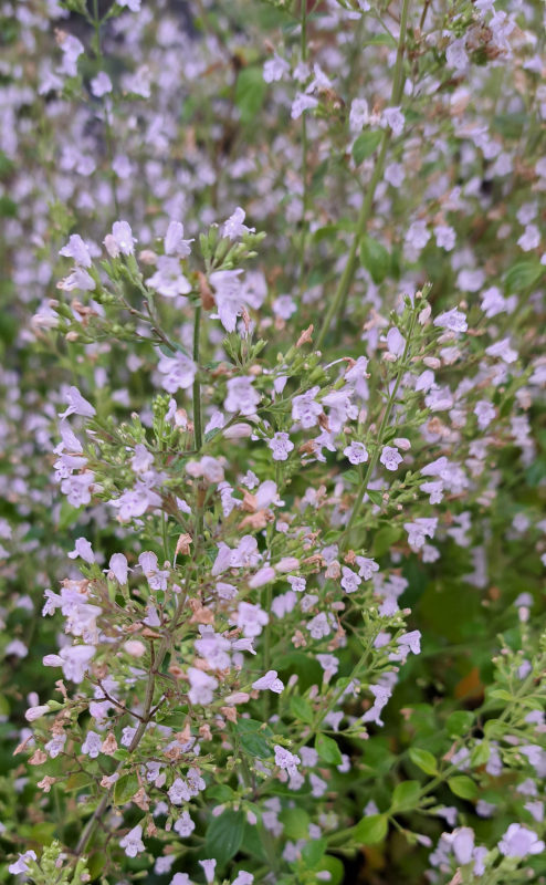 Steinquendel / Bergminze Triumphator , duftend , Bienenweide , Tb 11