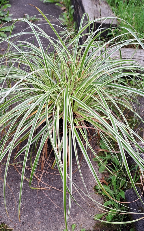 Buntblättrige Segge Feather Falls ® - dekorativ - wintergrün - Co. 2 L