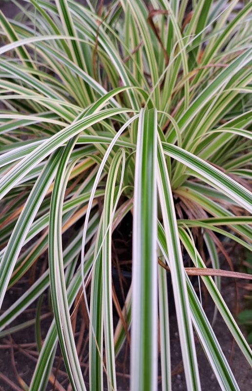 Buntblättrige Segge Feather Falls ® - dekorativ - wintergrün - Co. 2 L