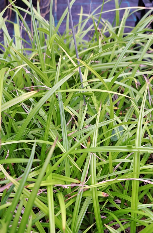 Japan-Teppich-Segge Irish Green - wintergrün - Tb 9