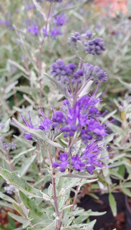 Bartblume Blauer Spatz - dunkelblaue Blüten, besonders kompakt - 5 l. Co.