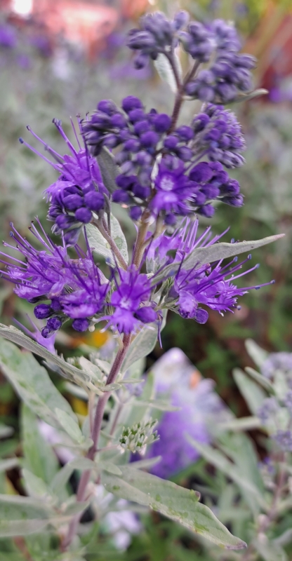 Bartblume Blauer Spatz - dunkelblaue Blüten, besonders kompakt - 5 l. Co.