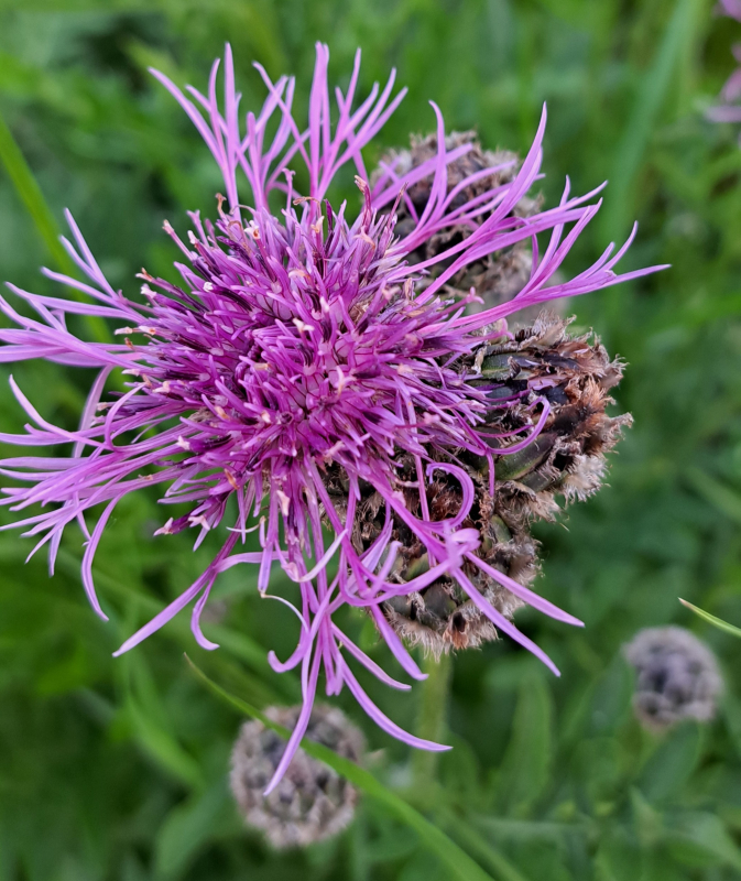 Skabiosen-Flockenblume, Wildstaude, trockener Standort, Co. 2 L