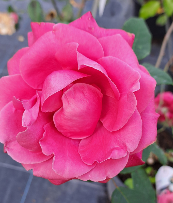 Edelrose Charisma ® - Noack 2010 - ADR-Rose - Wurzelware