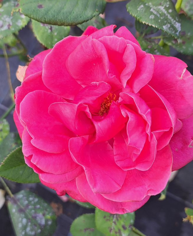 Edelrose Charisma ® - Noack 2010 - ADR-Rose - Co. 5 L