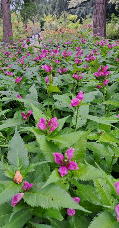 Roter Schlangenkopf / Schildblume - Co. 2 L