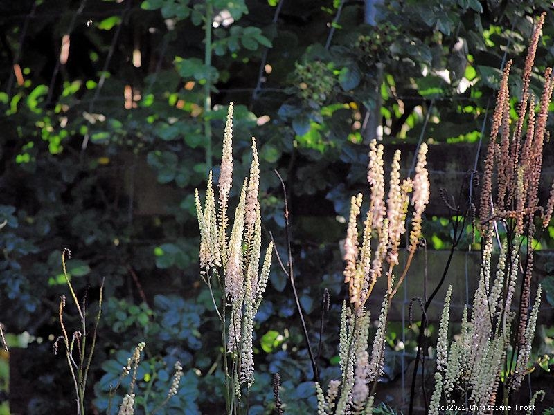 Lanzen-Silberkerze  - Hohe Staude mit später Blüte für den Schatten - Co. 2,7 L