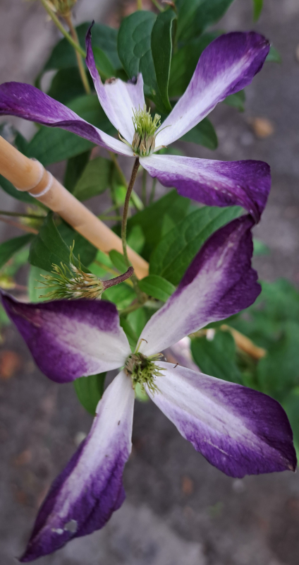 NEU - Clematis viticella Glorious ® Cloud, 80 cm hoch - Co. 2 L