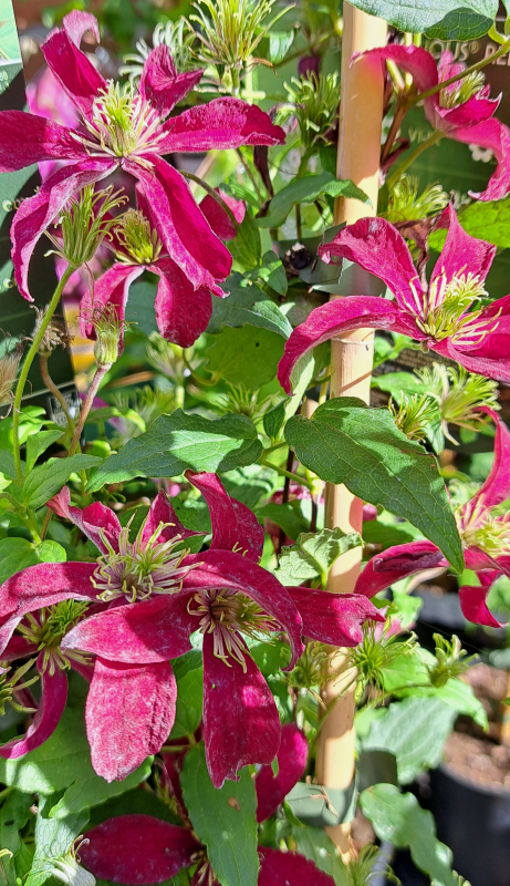 NEU - Clematis viticella Glorious ® Red, 80 cm hoch - Co. 2 L