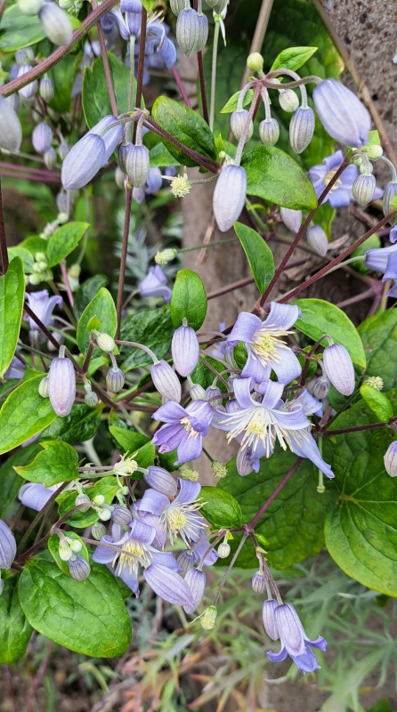 Clematis - Krautige Waldrebe Mrs. Robert Brydon - Tb 11