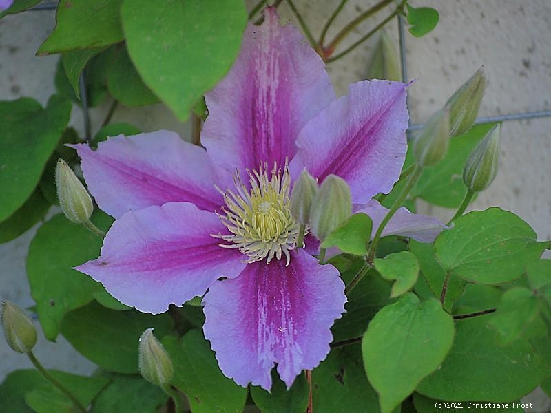 rosenbaumschule - Schöne zweifarbige Clematis in rosa und ...