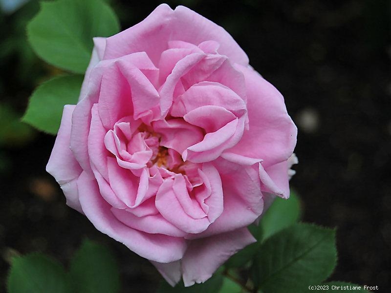 Historische Rose Conrad Ferdinand Meyer, Hermann Müller, 1897 - Co. 5 L