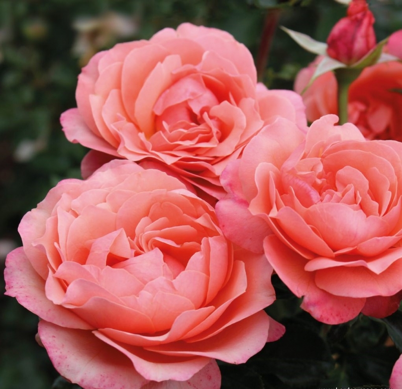 Beetrose Coral Lions-Rose ® Fantasia®-Kollektion,  Kordes, 2019, ADR-Rose