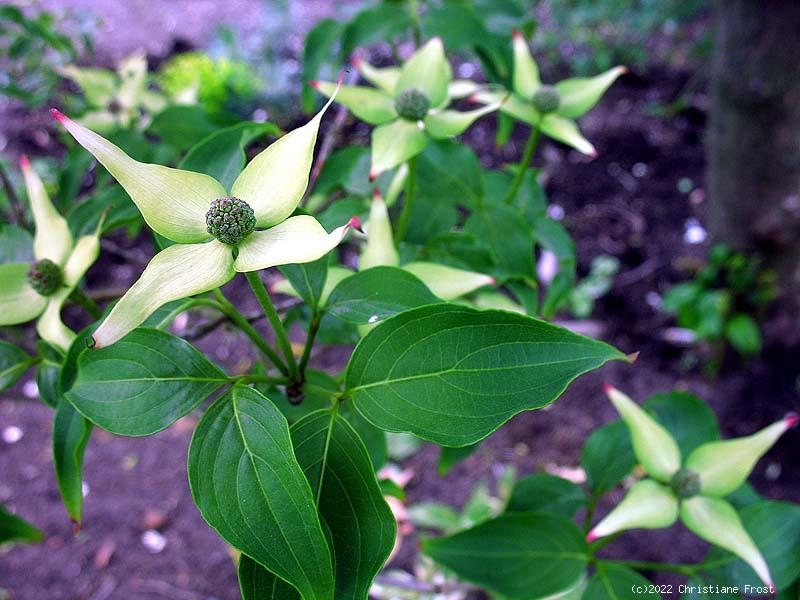 Japanischer Blumen-Hartriegel- Cornus kousa - 50-60 cm hoch - Co. 5 L