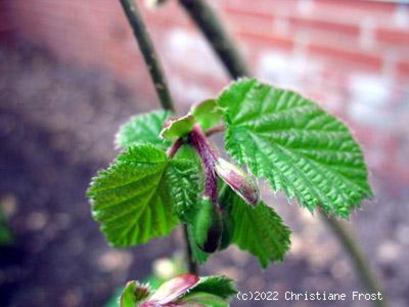 Hasel - Haselnuß - Waldhasel - 60-100 cm hoch - Wurzelware