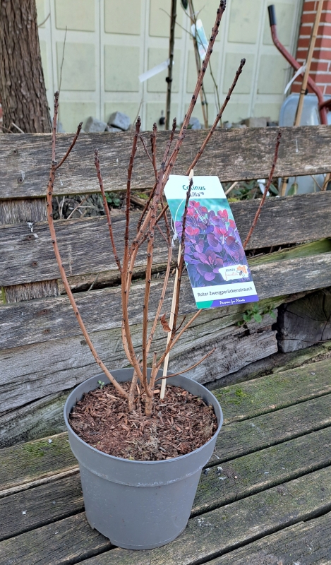 NEU - Zwerg-Perückenstrauch Lilla ® - rotlaubig - 40-50 cm - Co. 4 L