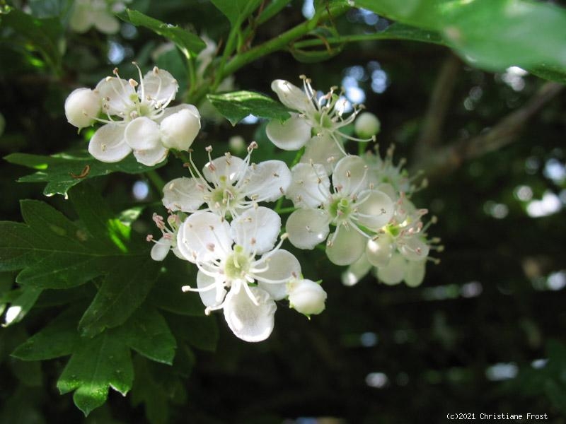 Heckenpflanzen - Weißdorn - robust - 60-80 cm - Co. 3 L