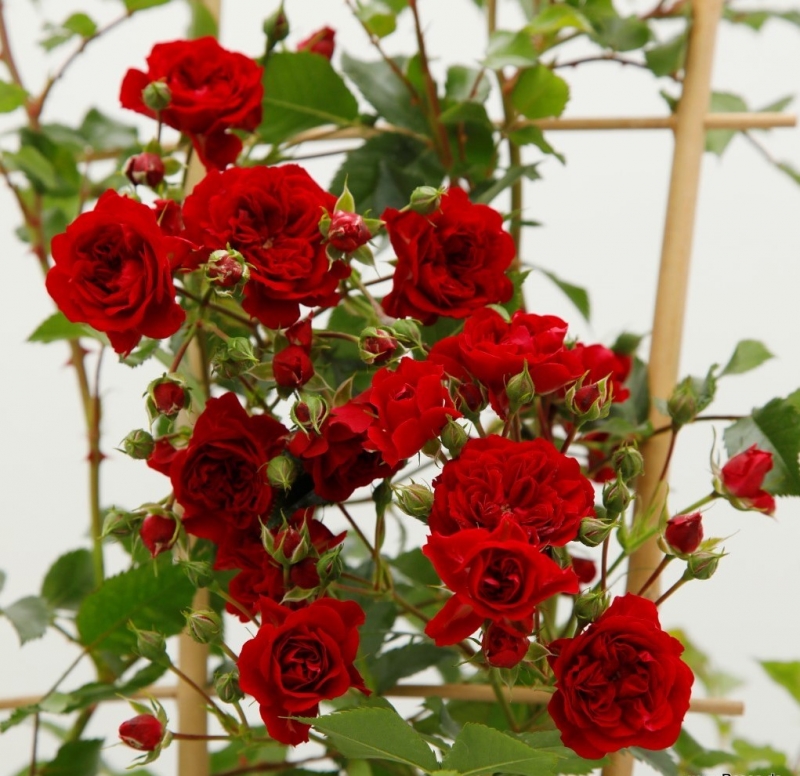 Kletterrose / Mini-Rambler Crimson Siluetta ® , Kordes, 2019 - Co. 5 L